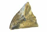 Unworn Fossil Dinosaur (Triceratops) Tooth Crown - Montana #338649-2
